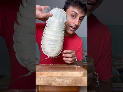 I Ate A Baby Isopod