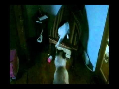 2 Silly Cats fighting over their pink "catillac"