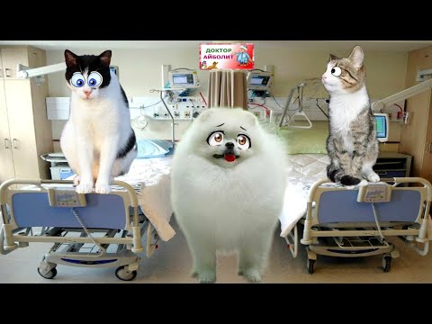 СРОЧНО К ВРАЧУ! Лучшие Ролики про ЛЕЧЕНИЕ и СПАСЕНИЕ животных! Подряд 6 серий!