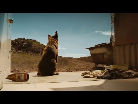 真實事件改編!主人意外去世,流浪狗獨自穿越整個澳洲,用盡余生時間只為尋找他!【光影】