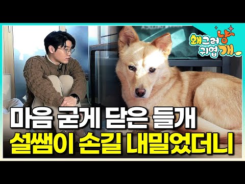 "도대체 무슨 일이 있었던 거니…." 7개월간 3번의 구조, 사람에게 받은 상처를 회복하지 못한 들개 출신 반려견을 위해 출동한 설쌤│#왜그러냥귀엽개