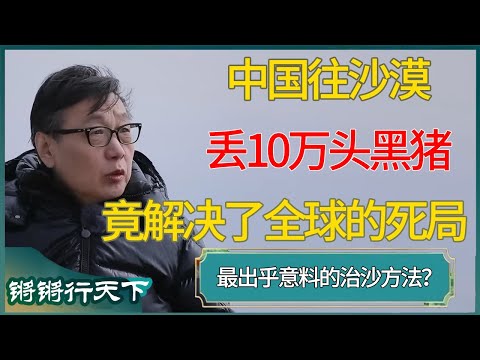 中国往沙漠丢10万头黑猪,竟解决了全球专家都头疼的死局#马未都 #对白 #白岩松 #金灿荣 #圆桌派 #圆桌派第八季