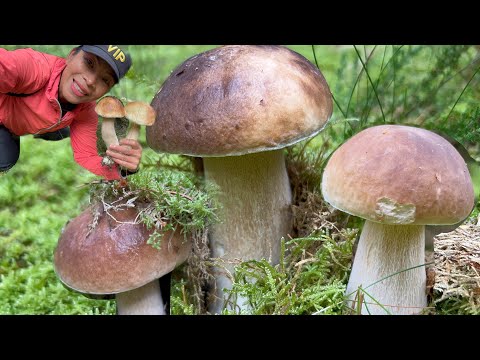 It's another day of #sweet mushrooms with beautiful flowers. #Very satisfying. 22/10/2025.