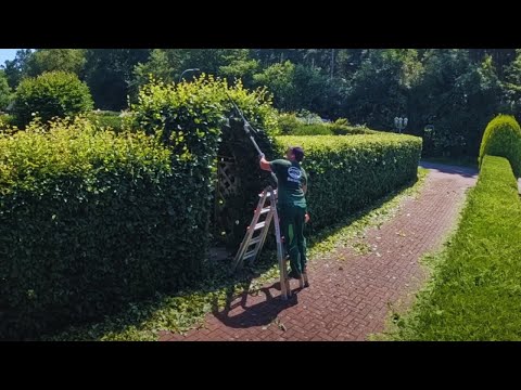 Die HEISSESTE Hecke meiner Karriere! Der Kunde FREUT sich über seine schöne Buchenhecke