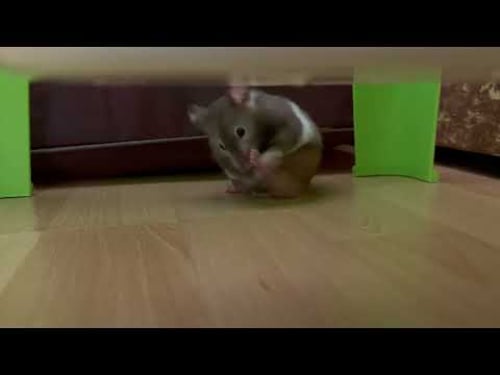 A Cute Hamster Washes