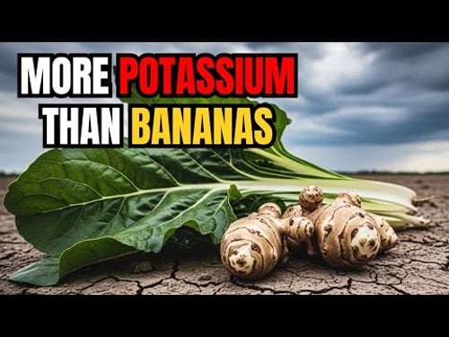 These 5 Plants Beat Bananas for Potassium — Why Did We Stop Growing Them?