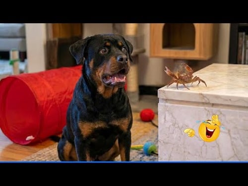 Smarty Funny Animals Video Compilation ๐น๐ถ The Funniest Dog Moments Compilation ๐น