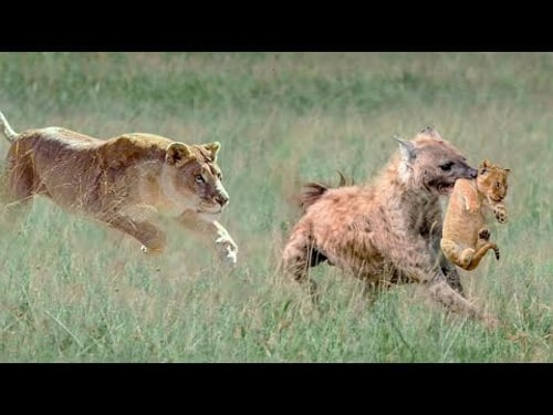 Mothers Who Will Do Anything To Save Their Young Ones