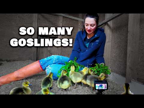 Swimming in Goslings like Scrooge McDuck