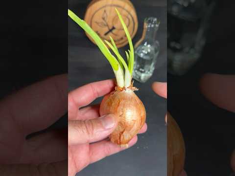 Cebolla Brotada: TRUCO que de Muchas más Plantas
