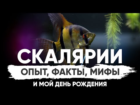 Факты и мифы о моих любимых аквариумных рыбах