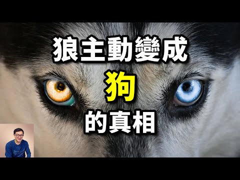 狼為何想當狗?從拯救諾姆城的二哈多哥,到超級智商的邊牧Chaser,世界上最特殊的動物——狗【老肉雜談】#動物 #寵物 #狗 #狼 #dog