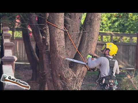 The WORST trees ever?! We need the CRANE for this job!! - Part 1