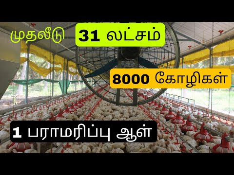 Automatic broiler farm . முதலீடு, பராமரிப்பு மற்றும் லாபம்