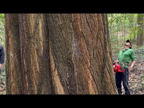 Cưa cây tràm bông vàng siêu khủng , siêu lớn , Nhiều nhánh to . Cưa cây kỷ thuật cao