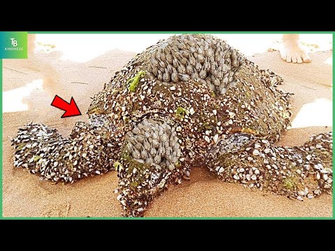 Animals That Asked People for Help & Kindness! Helping Sea Turtles Remove Barnacles #52