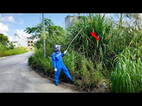 Overgrown Weeds Challenge Us - Abandoned Sidewalks Revive after Years of Living with Weeds and Trash