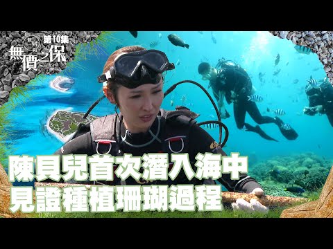 無窮之路 II - 無價之保|陳貝兒首次潛入海中|見證種植珊瑚過程|海洋生態|珊瑚礁|珊瑚