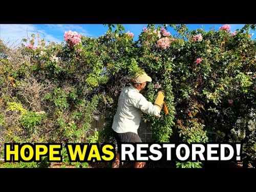 HELPING him out after a NASTY fall - FREE GARDEN MAKEOVER