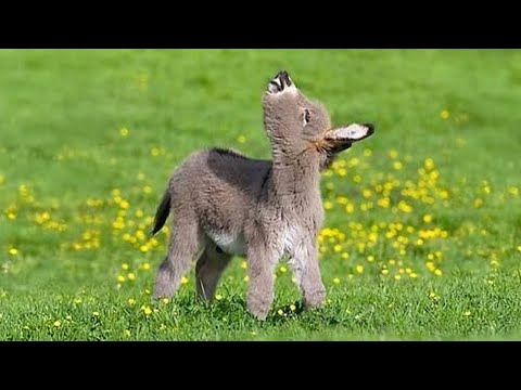 Animals Are The Cutest in the World 🤣 Funny Animals Videos 2025