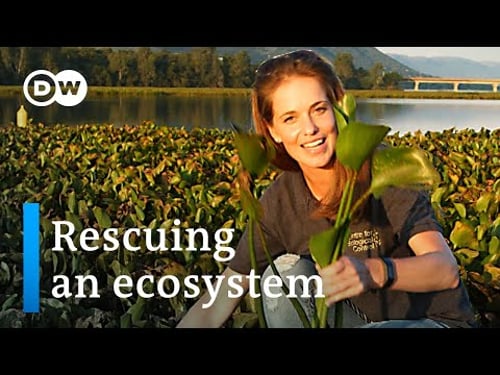 Grasshoppers versus water hyacinths in South Africa | Global Ideas