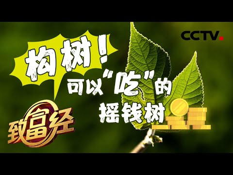《致富经》“家里有矿”任性转行 年入90,000,000元全靠这种可以“吃”的树!20200803 | CCTV农业