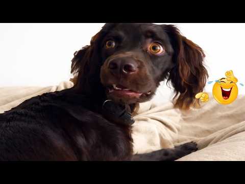 I Canโt Believe These Dogs Are Still This Funny ๐ Best Funny Dog Videos of 2026 ๐ถ