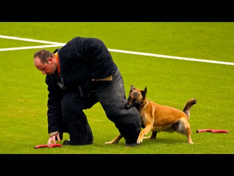 Что мы знаем об агрессии животных и можно ли ею управлять?