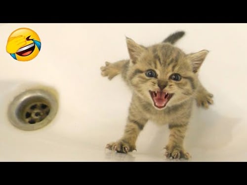 New Funniest Cats and Dogs Clips 2025😼🐶Try Not To Laugh😜😍 Part 16