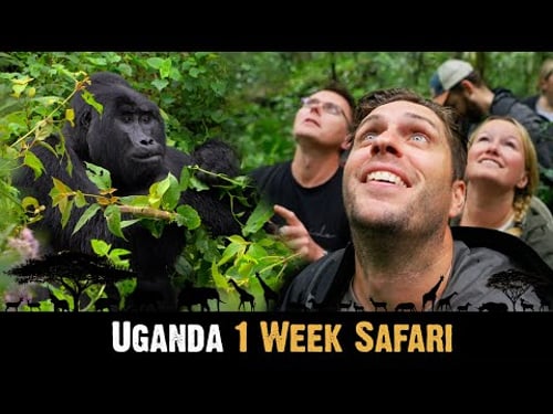UGANDA 🇺🇬 1 Week SAFARI | Bwindi Impenetrable Forest, Queen Elizabeth NP, Kibale Forest