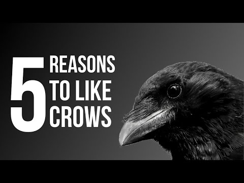 5 Reasons To Like Crows (American Crow)