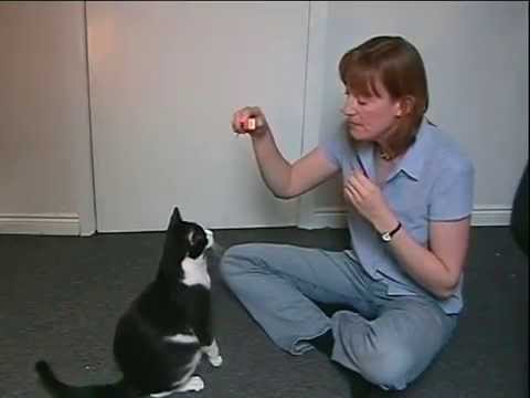 Toilet Train Your Cat