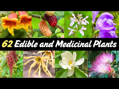 Southeast Foraging Guide: 62 Edible and Medicinal Plants