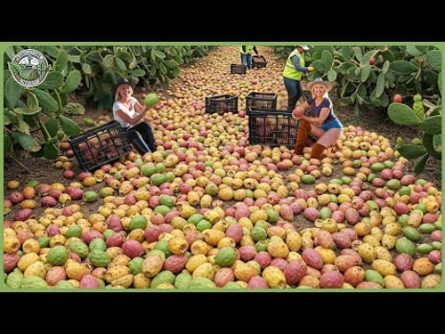 How Million Tons of Prickly Cactus Are Harvested & Processed - Incredible Cactus Farming