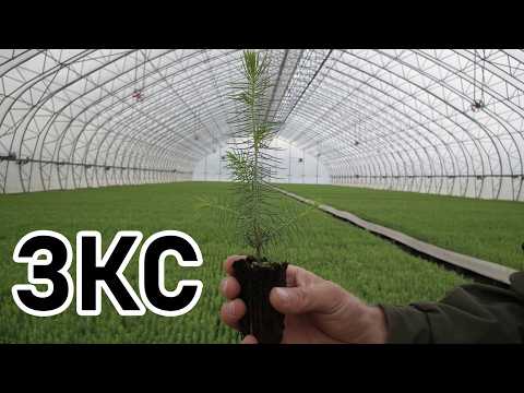 Технология выращивания посадочного материала с закрытой корневой системой (ЗКС)