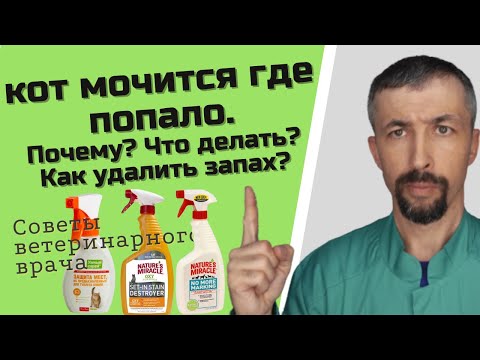 Кот ссыт везде