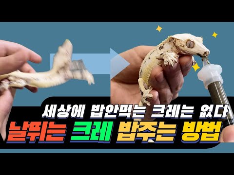 초!예민 크레를 모셨습니다. (크레스티드게코 피딩 방법, 거식 크레 피딩 방법, 예민한 날뛰는 크레스티드게코 핸들링 방법)