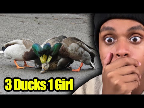 The STRANGEST Animal Mating Rituals..