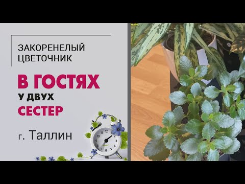 В гостях у двух родных сестер. г. Таллинн | Антиквариат и классика цветоводства
