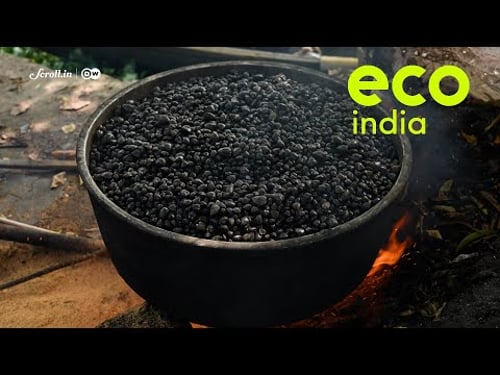 Eco India: How community action in Kerala is reviving Vembanad’s rare black clam