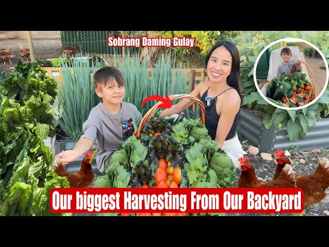 Ganto Na Karami Ang Na Haharvest Naming Gulay Sa Aming Pananim