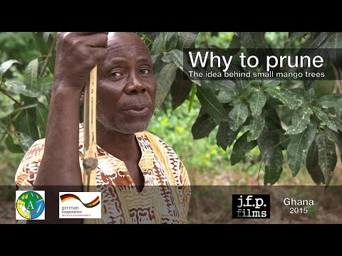 Why to prune - The idea behind small mango trees