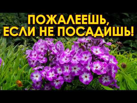 These flowers grow for 10 years without replanting! The most low-maintenance, long-lasting flower...