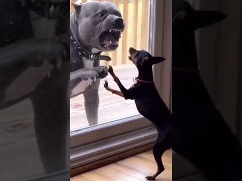 The best funny animals 2025🐈🦮🐓 🤣 #funny