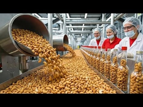 Why Cashew Nuts Are So Expensive | Inside the Biggest Cashew Seed Farm & Factory