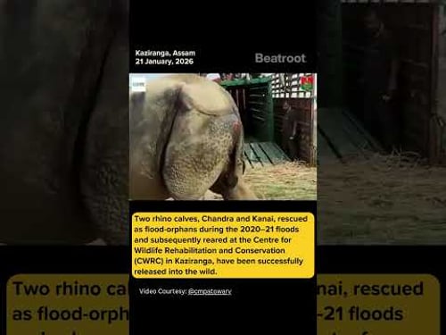 Flood-orphaned rhino calves Chandra & Kanai, rescued in 2020–21, released into the wild at Kaziranga