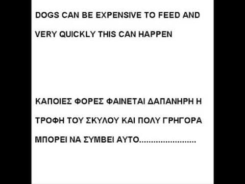 A DOG IS FOR LIFE, ΟΧΙ ΜΌΝΟ ΓΙΑ ΤΑ ΧΡΙΣΤΟΥΓΕΝΝΑ