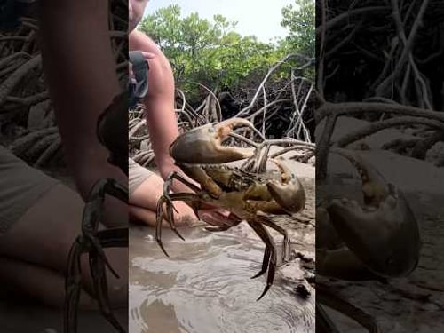 GIANT MUDCRAB! Barehanded Catch 🦀