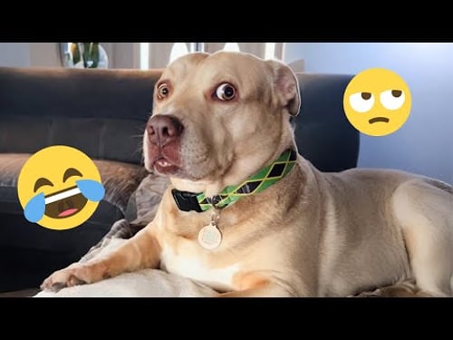 I dare you not to LAUGH at these FUNNY DOGS 😁🦮 - Best Funny Animals Videos 2025 #176