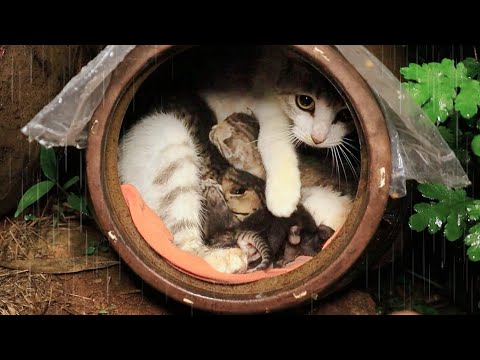Saving the Cat's Family in the Rain